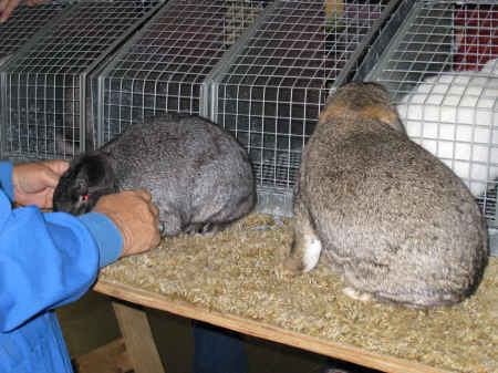 Rabbit judge compares 2 mini-lop rabbits