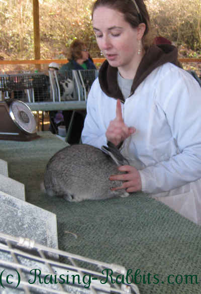 Rabbit preparing for judging at a show table.