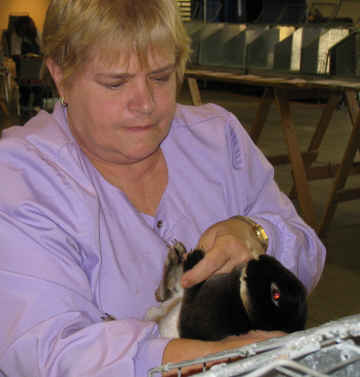 Rabbit judge checks toenail color on black otter mini-rex rabbit