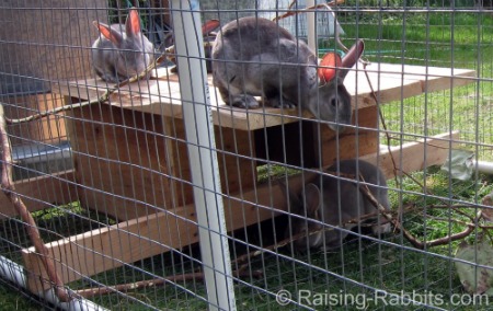 Extra large covered PVC and wire rabbit run