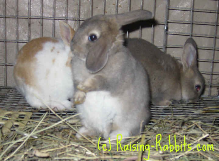 Opal Rex Rabbit kit grooming ears Opal Rex Rabbit kit grooming ears