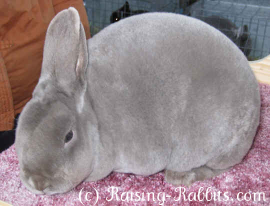 dwarf rex rabbit