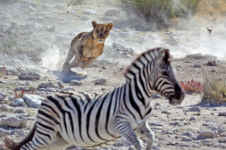 Lion chases zebra Lion chases zebra