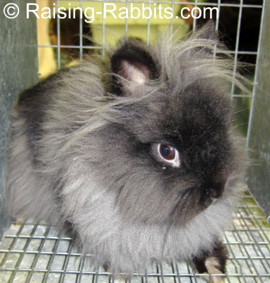 Small Rabbit Breeds Comparing The Smallest Rabbit Breeds