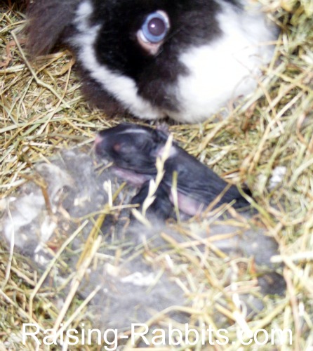 Lionhead mum with her kits