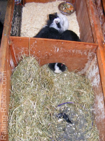 Lionheads, kits in double hutch