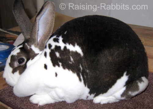 Livestock Rabbit