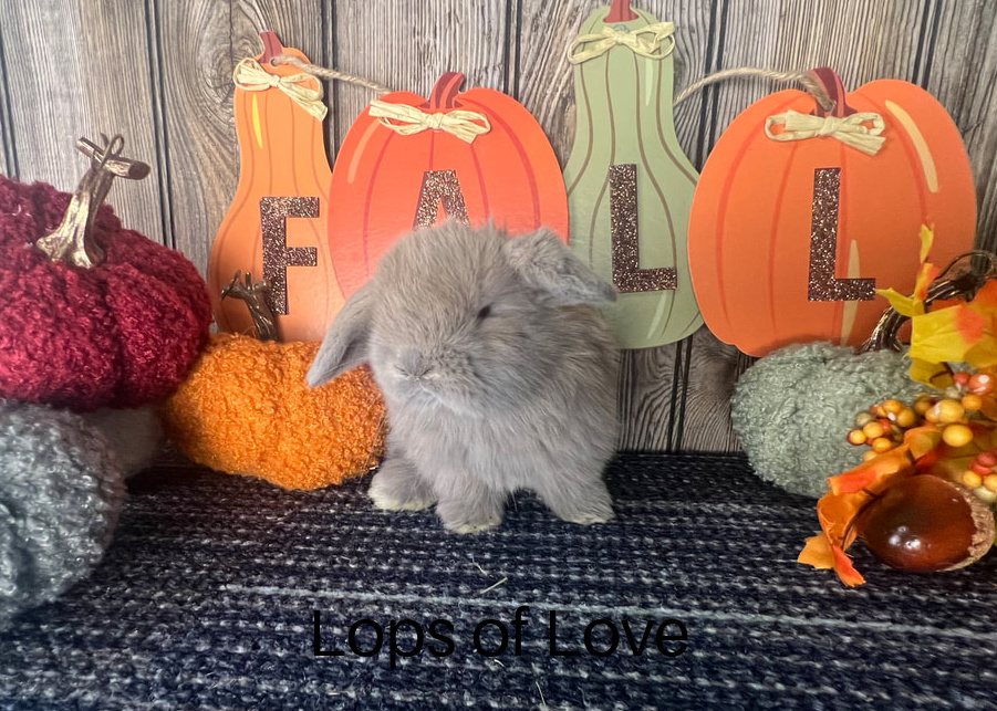 Lops-of-Love-18-fall-holland-lop-kit-blue-tort