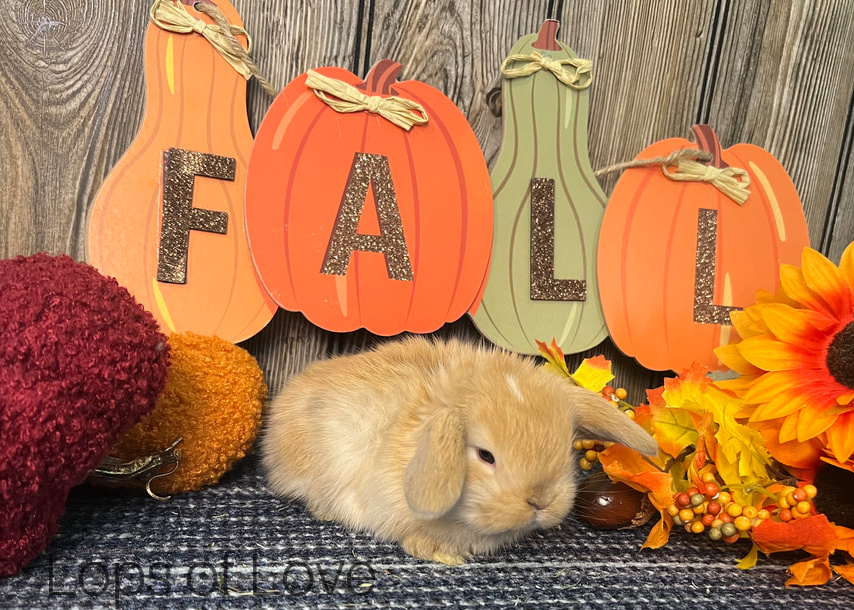 Lops-of-Love-22-fall-holland-lop-kit-fawn