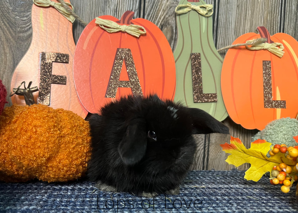 Lops-of-Love-25-fall-holland-lop-kit-black