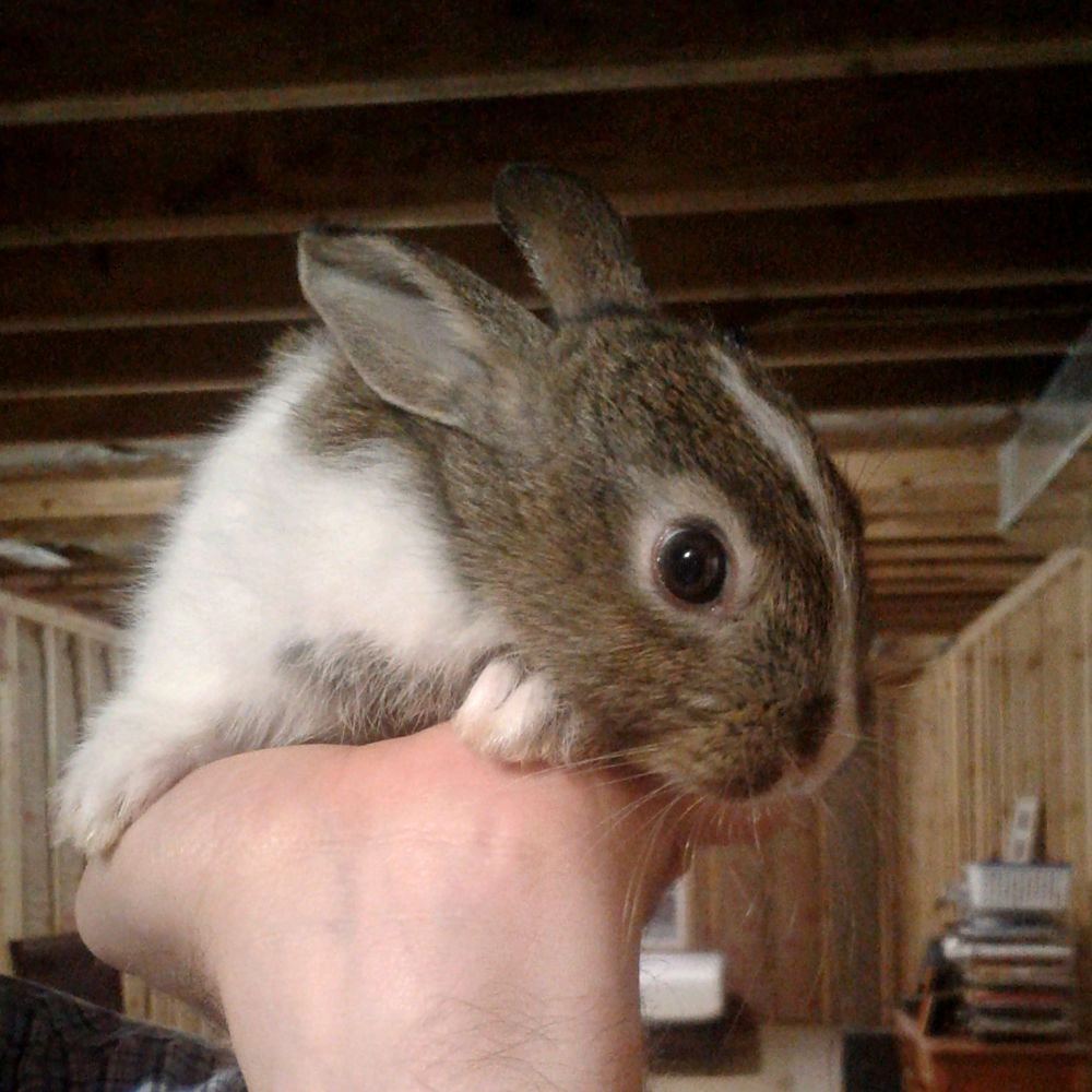 dwarf hotot rabbits for sale craigslist