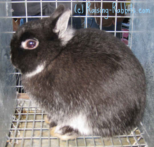 black otter netherland dwarf rabbit