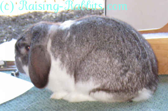 mini lop lop rabbit