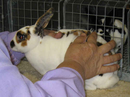 Rabbit judge evaluates the density of fur on a MiniRex Broken Tri-colored rabbit