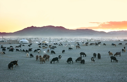 Mongolian herd of goats in the early morning, dependent on a shepherd Mongolian herd of goats in the early morning, dependent on a shepherd