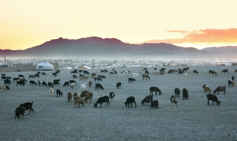 Mongolian herd of goats Mongolian herd of goats