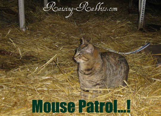 One of the barn cats at Aurora Rex Rabbit Ranch