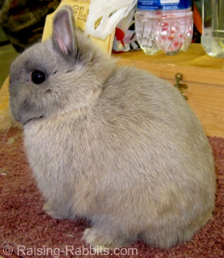 false dwarf rabbit