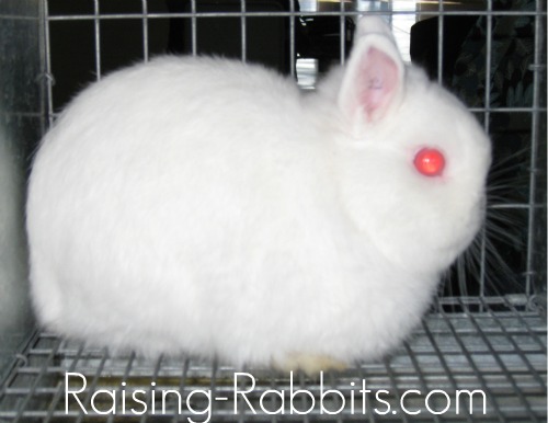 dwarf dutch rabbits for sale