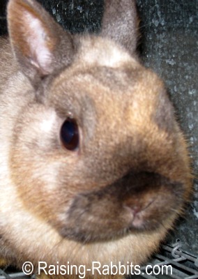 Siamese Sable Netherland Dwarf Show Rabbit