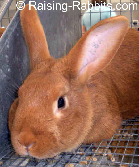 New Zealand Red Rabbits Info, History 