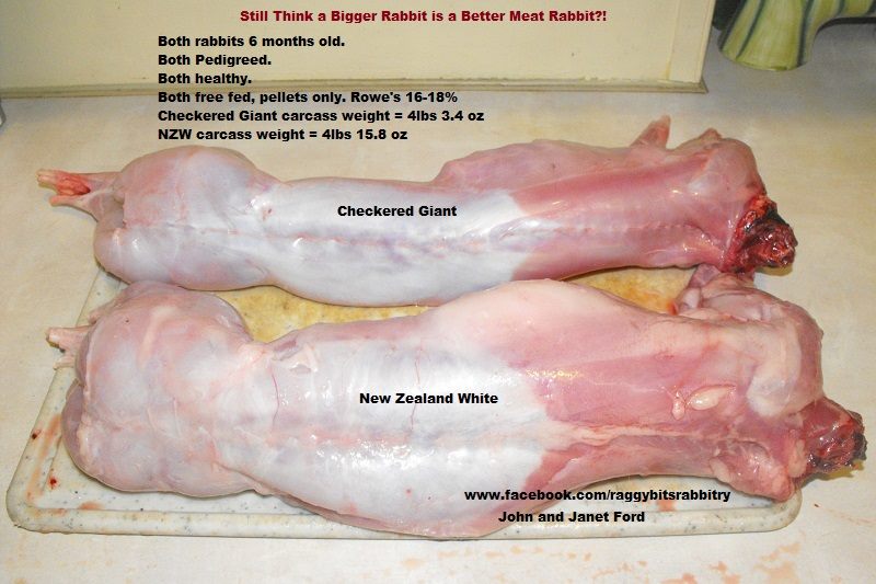 Raising Meat Rabbits – Importance of your Choice of Rabbit Breed