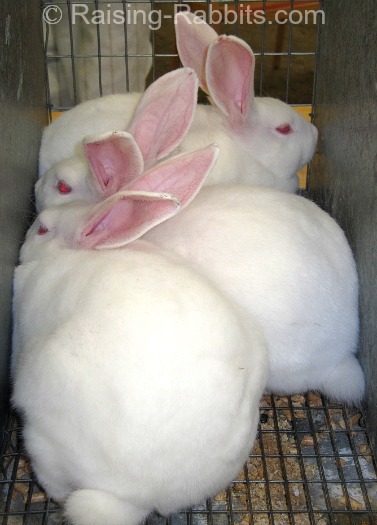 Raising Rabbits For Meat Intro To Commercial Rabbits