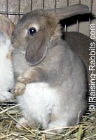 Opal Rex kit ‘bathing’ itself