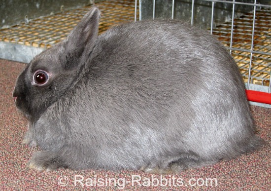 Blue Polish rabbit being examined at a rabbit show.