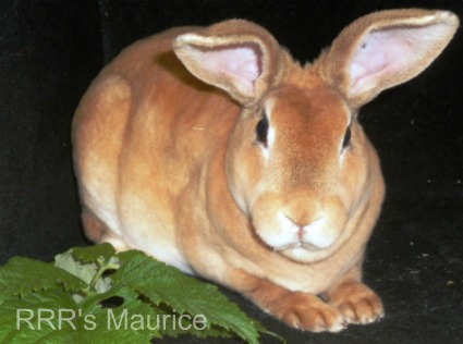 Maurice, an Amber Rex Rabbit belonging to Caroline from California