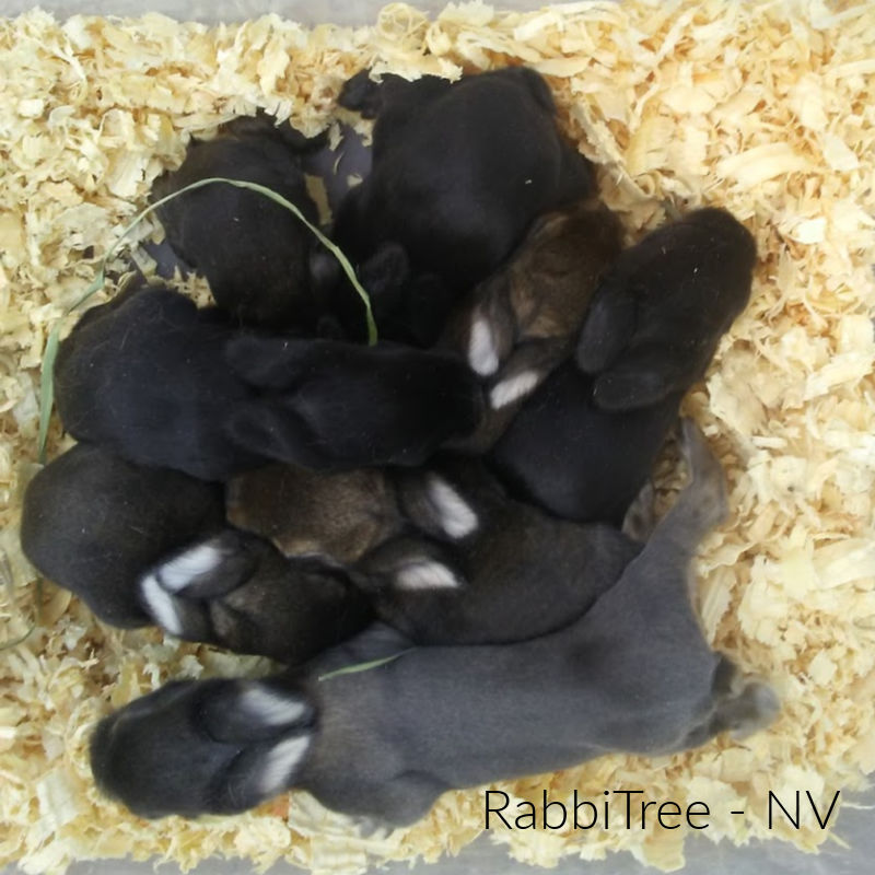 Satin Rabbits from RabbiTree in Nevada