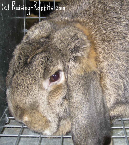 Rabbit Genetics Easy To Understand Basics Of Genetic - 