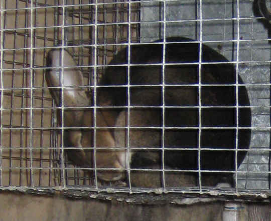 Example of coprophagy - a rabbit is eating its soft night droppings