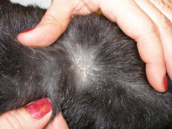 Rabbit-with-fur-mites.png