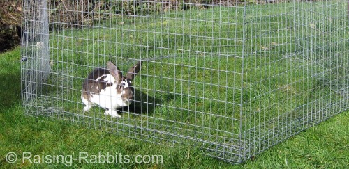 outdoor rabbit run outdoor rabbit run