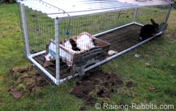 Do Raccoons Eat Rabbits? Uncover the Surprising Truth
