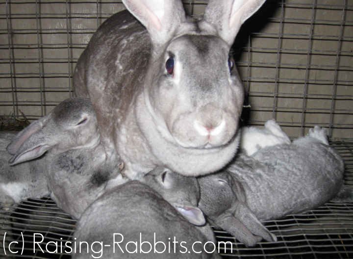 Baby Rabbit Feeding Chart