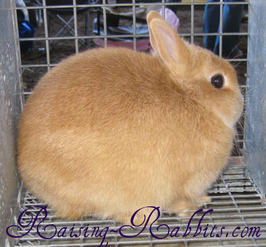 albino dwarf rabbit