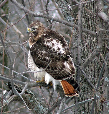 Red Tailed Hawk in New York