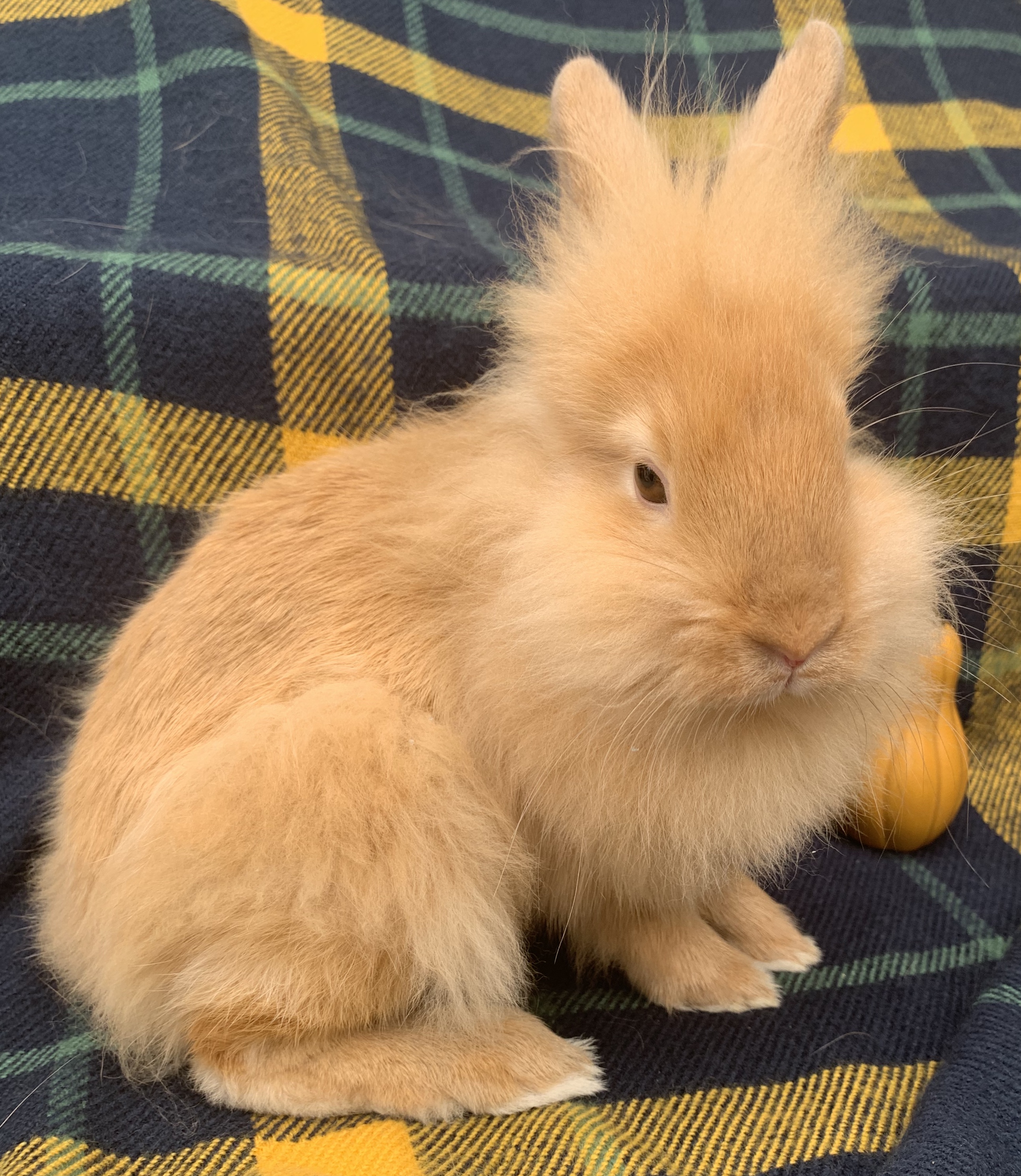 lionhead rabbit for adoption near me