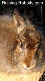 Satin Angora Rabbit