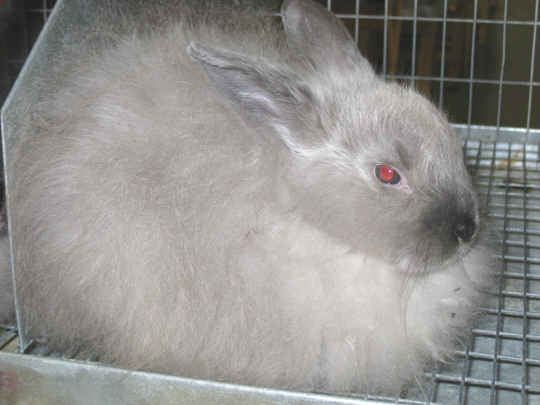 Young Shaded Satin Angora