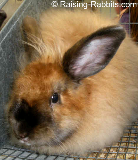Satin Angora Tort