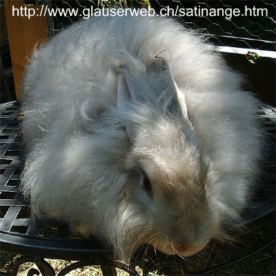 Lilac Chinchilla Satin Angora of the Glausers in Switzerland