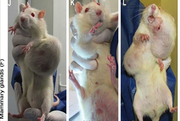 Tumors in rats fed RoundUp-drenched feed.