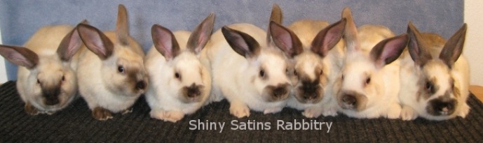 Siamese Satin rabbits from Shiny Satins Rabbitry