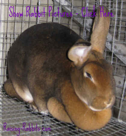 Rabbit Pictures - this is a winning show rabbit at Aurora Rex Rabbit Ranch 