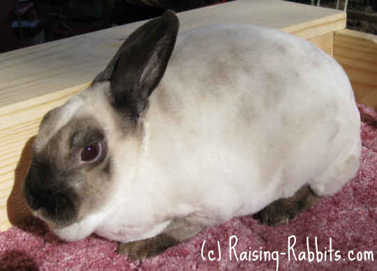 Mini Rex Rabbit Color Chart