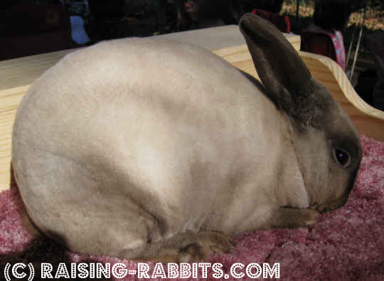 Siamese Sable Mini Rex Rabbit.
