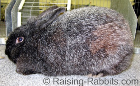 silver fox rabbit size